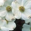 Cornus florida 'Cloud 9', flowers