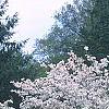 Cornus florida 'Cherokee Princess', habit