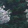 Cornus florida 'Cherokee Princess', habit