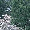 Cornus florida 'Cherokee Princess', habit