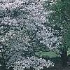 Cornus florida 'Cherokee Princess', habit