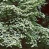 Cornus florida 'First Lady', habit