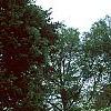 Cornus florida 'First Lady', habit