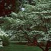 Cornus florida 'First Lady', habit