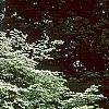 Cornus florida 'First Lady', habit
