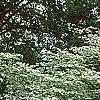 Cornus florida 'First Lady', habit
