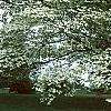 Cornus florida 'First Lady', habit