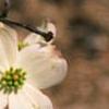 Cornus florida 'First Lady', flowers