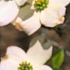 Cornus florida 'First Lady', flowers