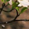Cornus florida 'First Lady', flowers