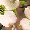 Cornus florida 'First Lady', flowers