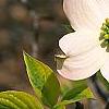Cornus florida 'First Lady', flowers