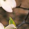 Cornus florida 'First Lady', flowers