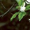 Cornus florida 'First Lady', flowers