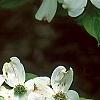 Cornus florida 'First Lady', flowers