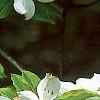 Cornus florida 'First Lady', flowers