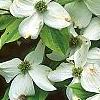 Cornus florida 'First Lady', flowers