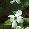 Cornus florida 'First Lady', flowers