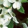 Cornus florida 'First Lady', flowers