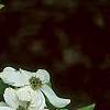 Cornus florida 'First Lady', flowers