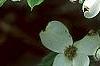 Cornus florida 'First Lady', flowers