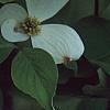 Cornus florida 'Ozark Spring', flowers