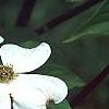 Cornus florida 'Ozark Spring', flowers