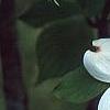 Cornus florida 'Ozark Spring', flowers