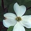 Cornus florida 'Ozark Spring', flowers