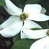 Cornus florida 'Ozark Spring', flowers