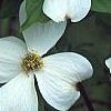 Cornus florida 'Ozark Spring', flowers