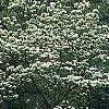 Cornus florida 'Pluribracteata', habit