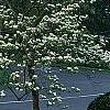 Cornus florida 'Pluribracteata', habit