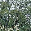 Cornus florida 'Pluribracteata', habit