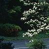 Cornus florida 'Pluribracteata', habit