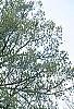 Cornus florida 'Pluribracteata', habit