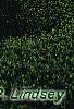 Cornus florida 'Pluribracteata', habit