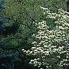 Cornus florida 'Pluribracteata', habit
