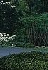 Cornus florida 'Pluribracteata', habit