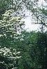 Cornus florida 'Pluribracteata', habit