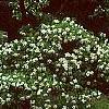Cornus florida 'Pluribracteata', habit