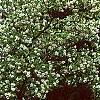 Cornus florida 'Pluribracteata', habit
