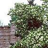 Cornus florida 'Pluribracteata', habit