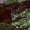 Cornus florida 'Pluribracteata', habit