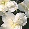 Cornus florida 'Pluribracteata', flowers