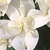 Cornus florida 'Pluribracteata', flowers
