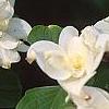 Cornus florida 'Pluribracteata', flowers