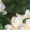Cornus florida 'Pluribracteata', flowers