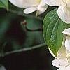 Cornus florida 'Pluribracteata', flowers