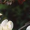 Cornus florida 'Pluribracteata', flowers